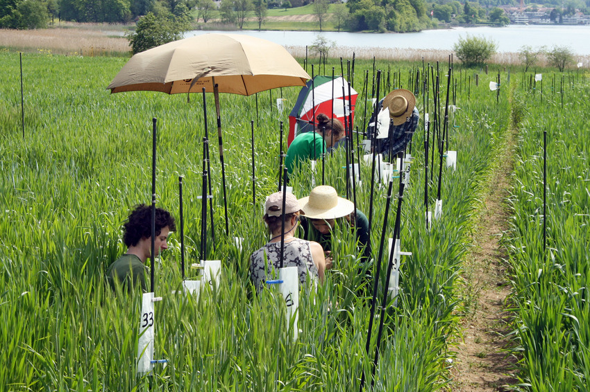 Employees of Getreidezüchtung Peter Kunz practical breeding in the field